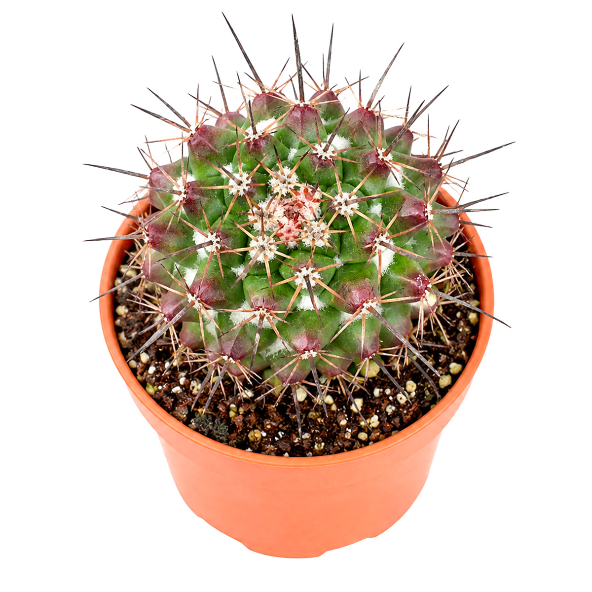 Mammillaria grusonii f. papasquiarensis