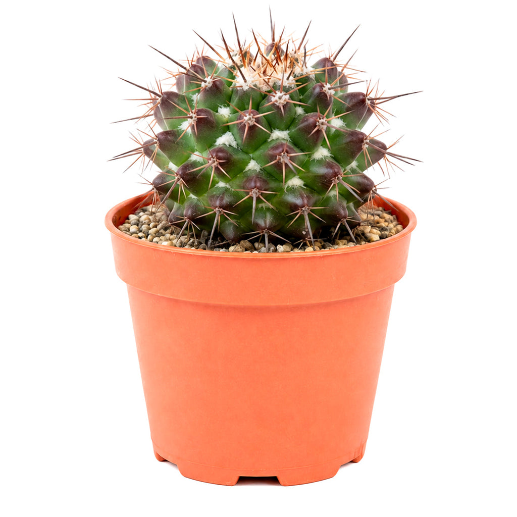 Mammillaria grusonii f. papasquiarensis