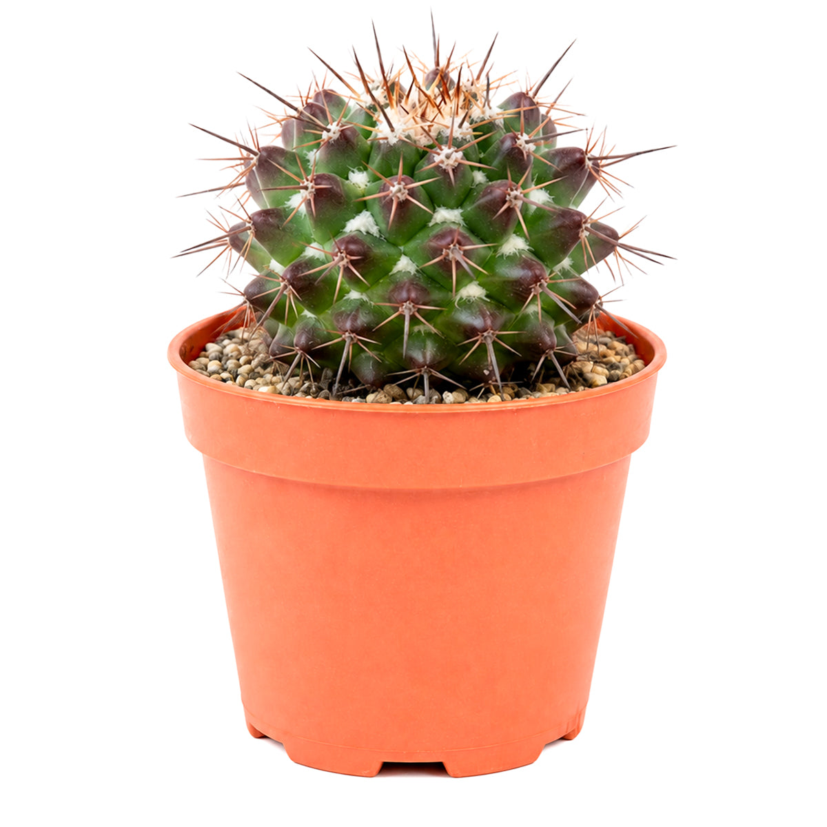 Mammillaria grusonii f. papasquiarensis