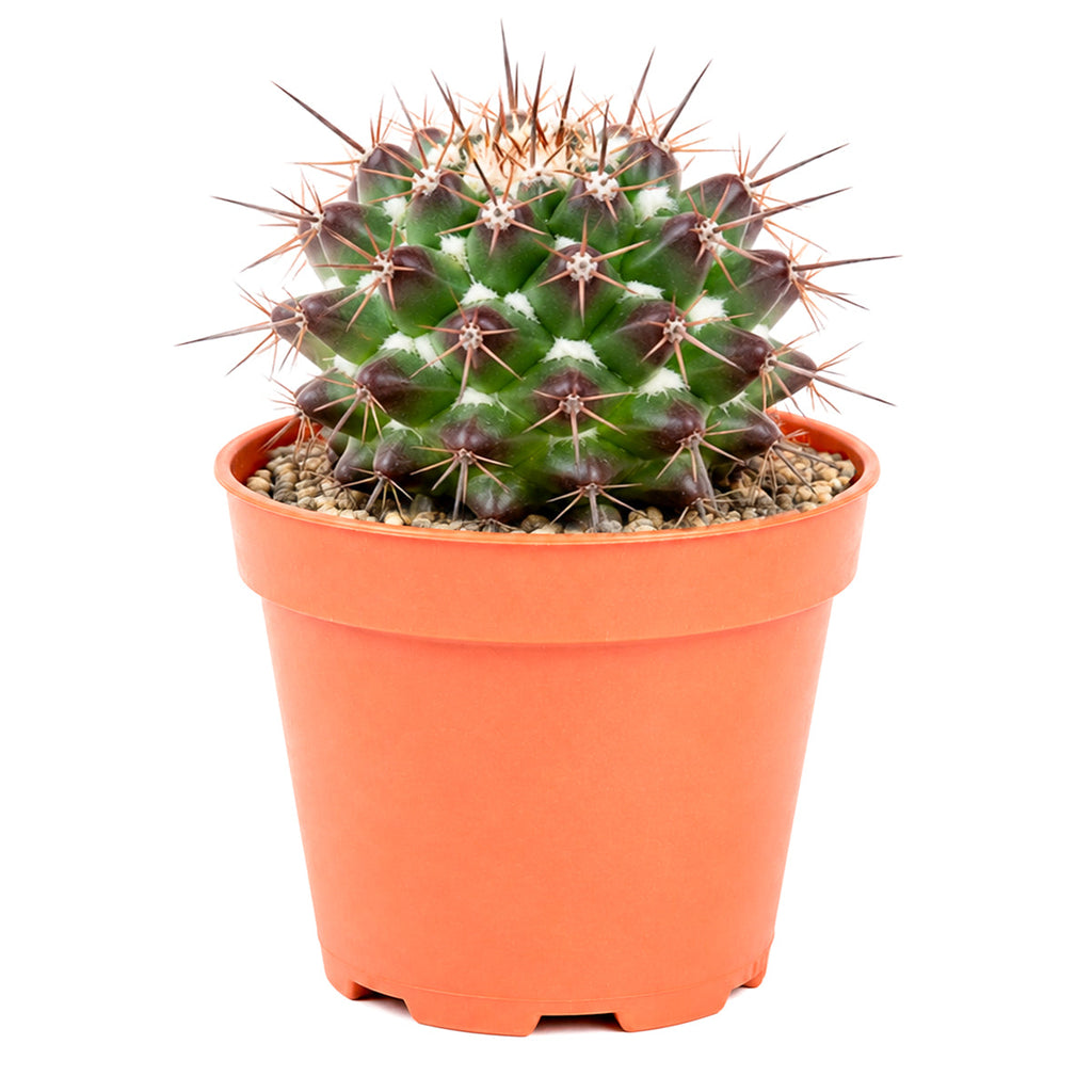 Mammillaria grusonii f. papasquiarensis