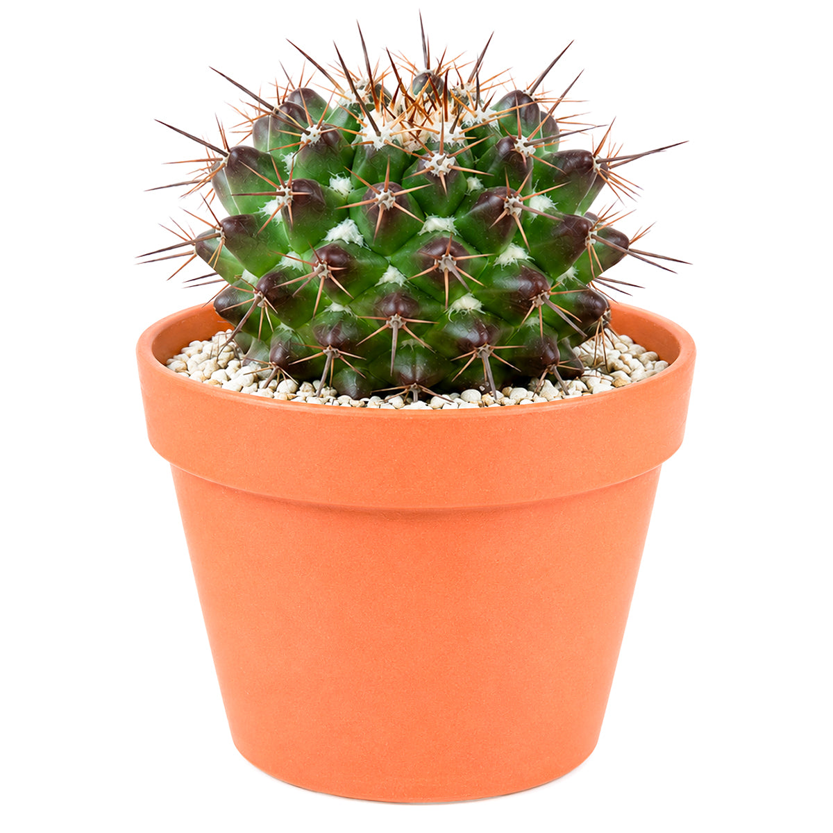 Mammillaria grusonii f. papasquiarensis