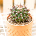 Mammillaria grusonii f. papasquiarensis