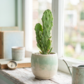 Maverick Cuttings