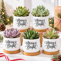 Pack of Succulent Pot - Merry & Bright