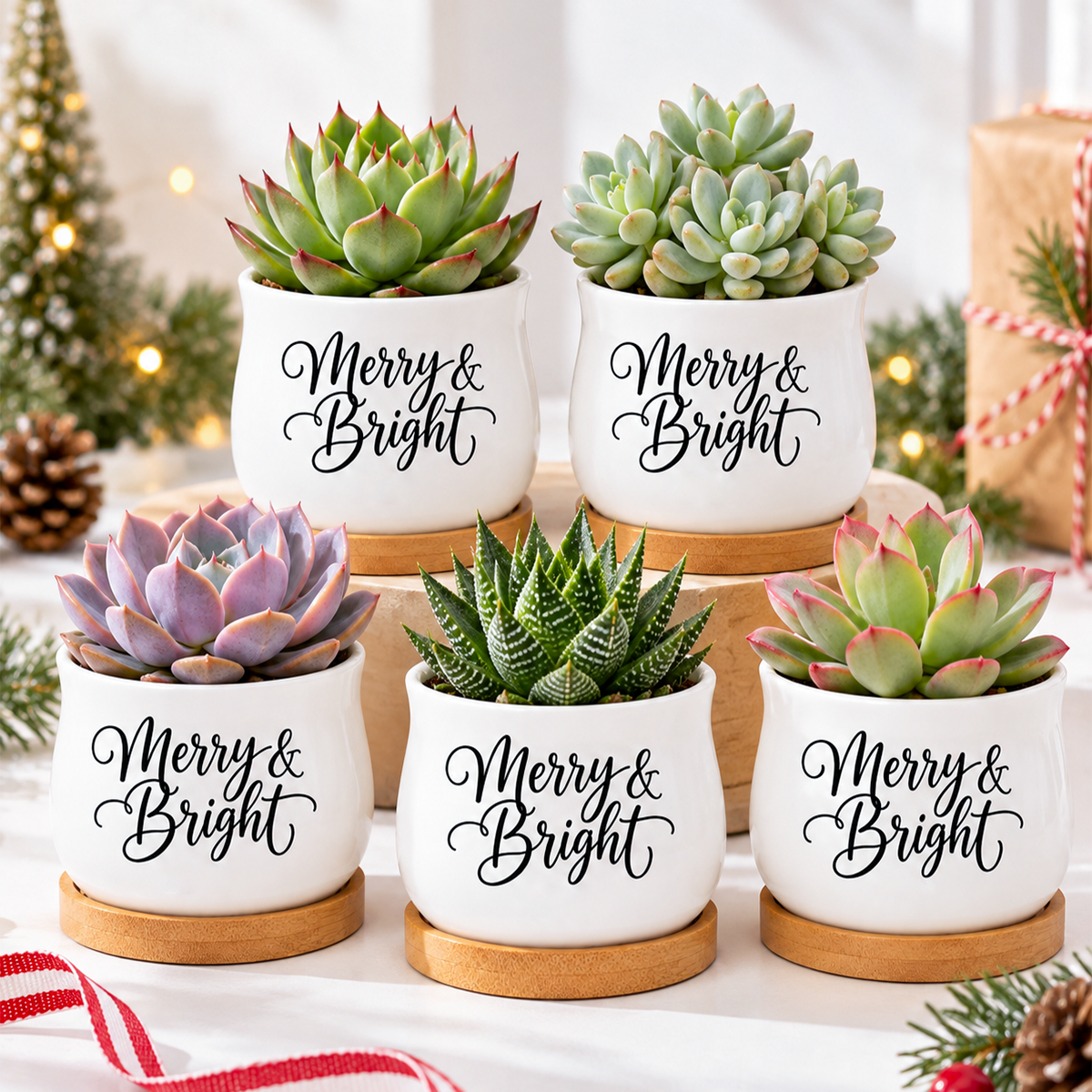 Pack of Succulent Pot - Merry & Bright