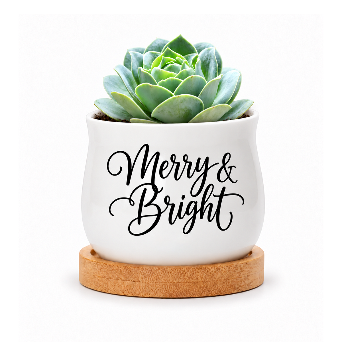 Succulent Pot - Merry & Bright