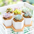 Mini Hexagon Ceramic Pot with Live Succulents