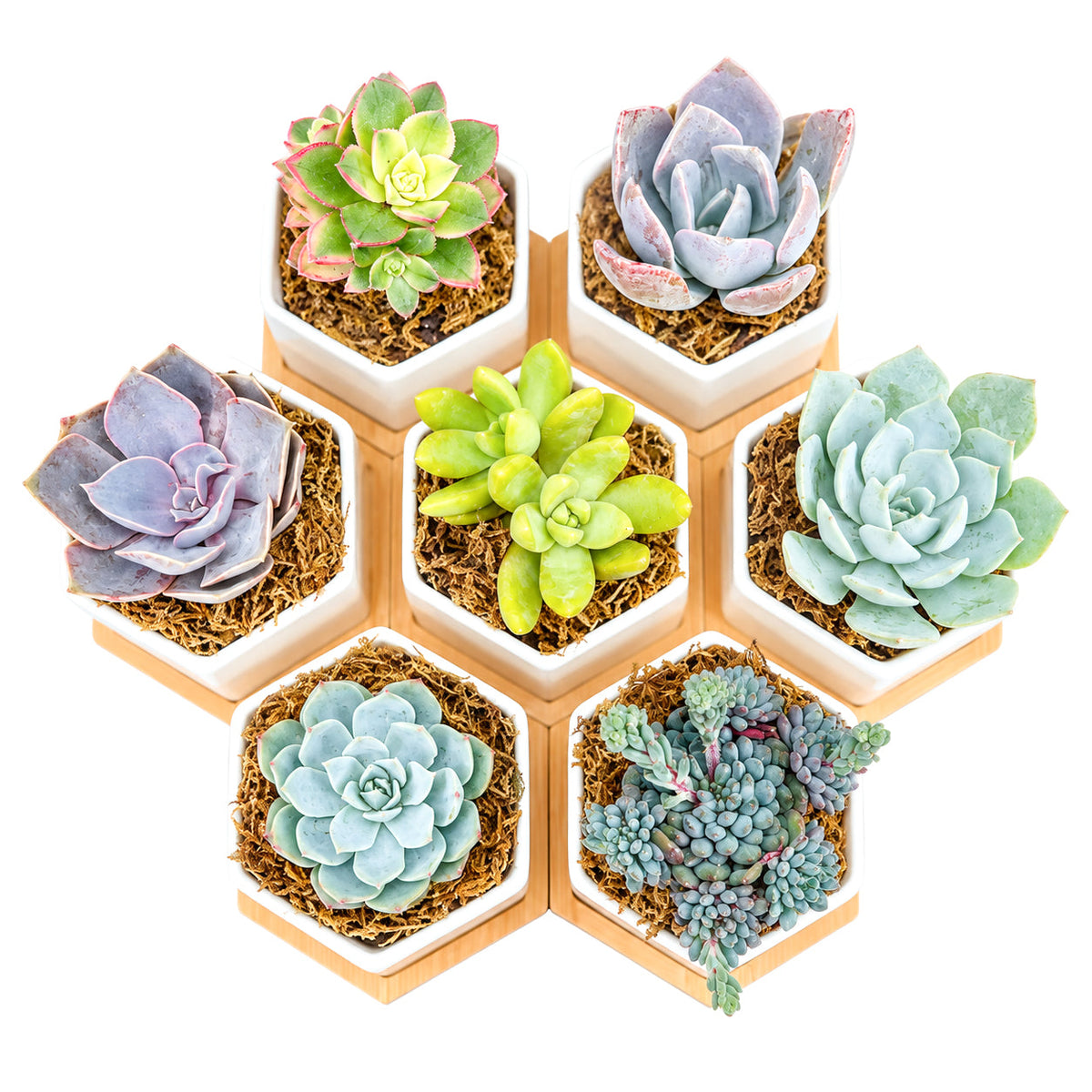 Mini Hexagon Ceramic Pot with Live Succulents
