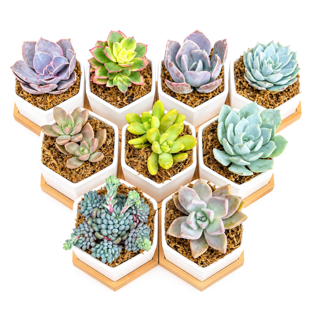 Mini Hexagon Ceramic Pot with Live Succulents