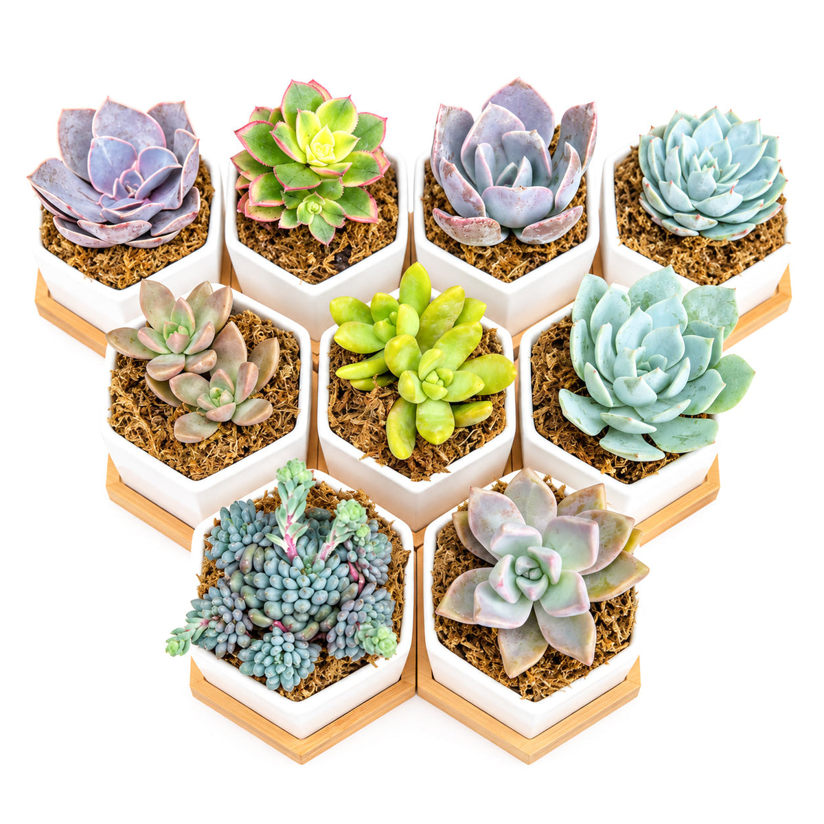 Mini Hexagon Ceramic Pot with Live Succulents