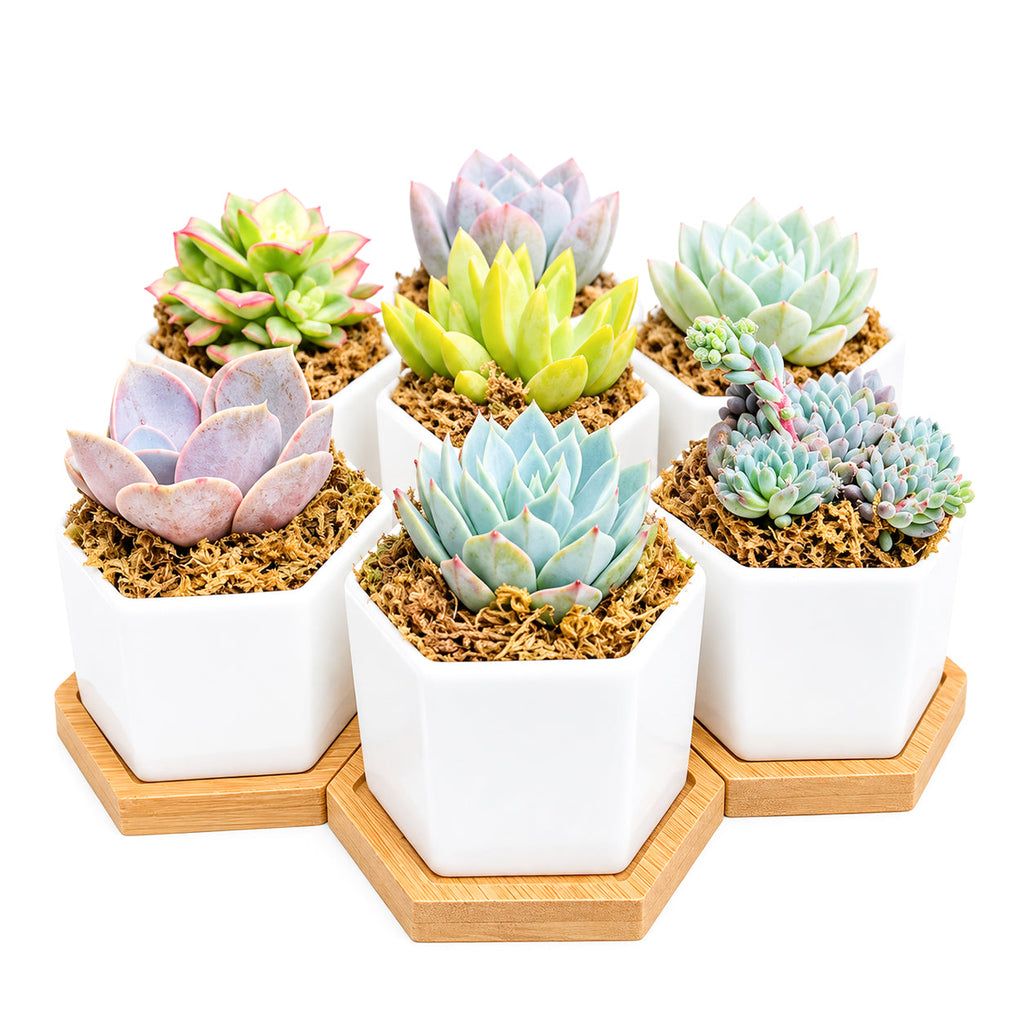 Mini Hexagon Ceramic Pot with Live Succulents