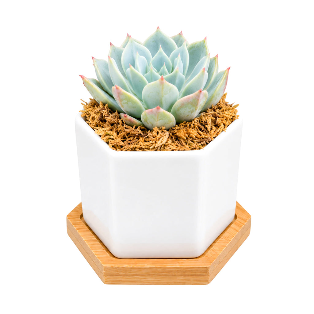 Mini Hexagon Ceramic Pot with Live Succulents