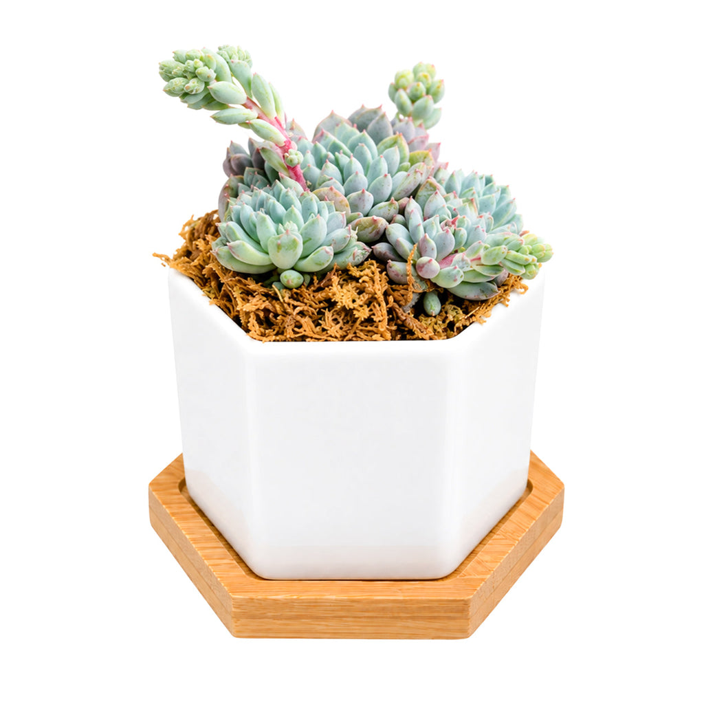 Mini Hexagon Ceramic Pot with Live Succulents