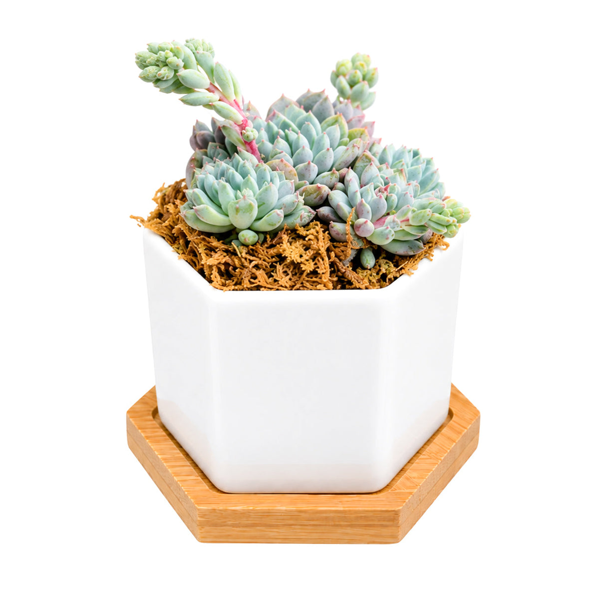 Mini Hexagon Ceramic Pot with Live Succulents