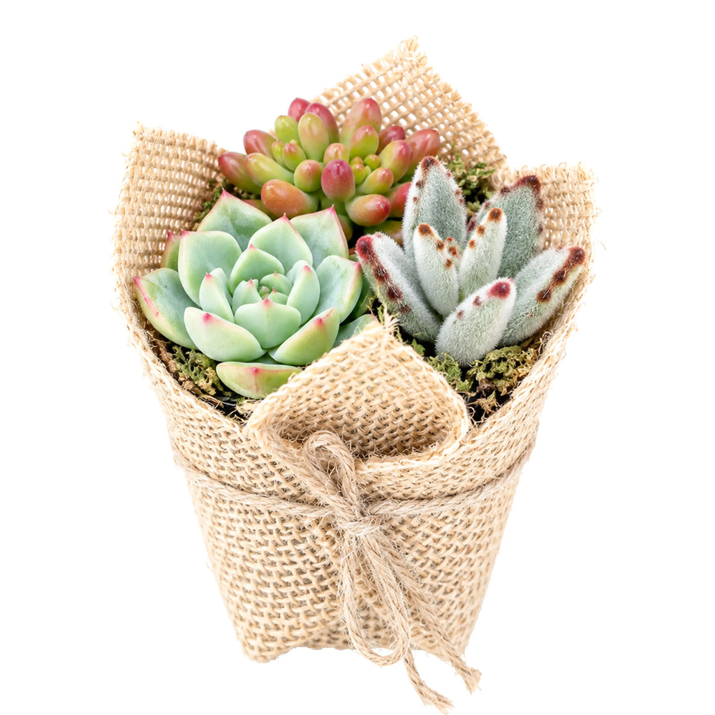 Mini Succulent Favors in Burlap