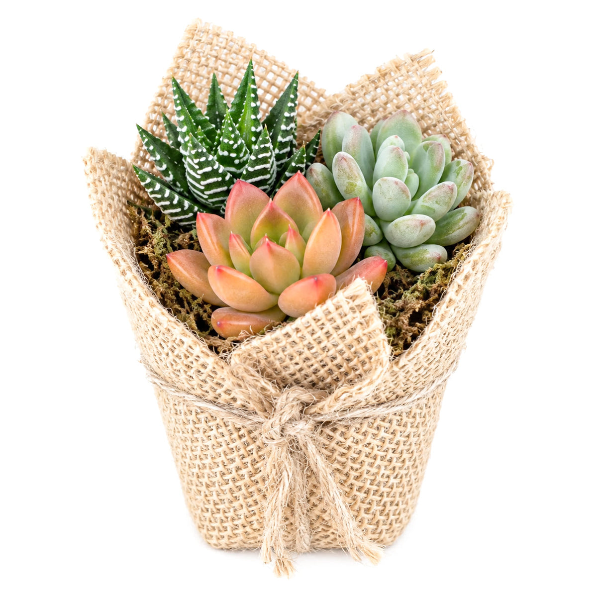 Mini Succulent Favors in Burlap