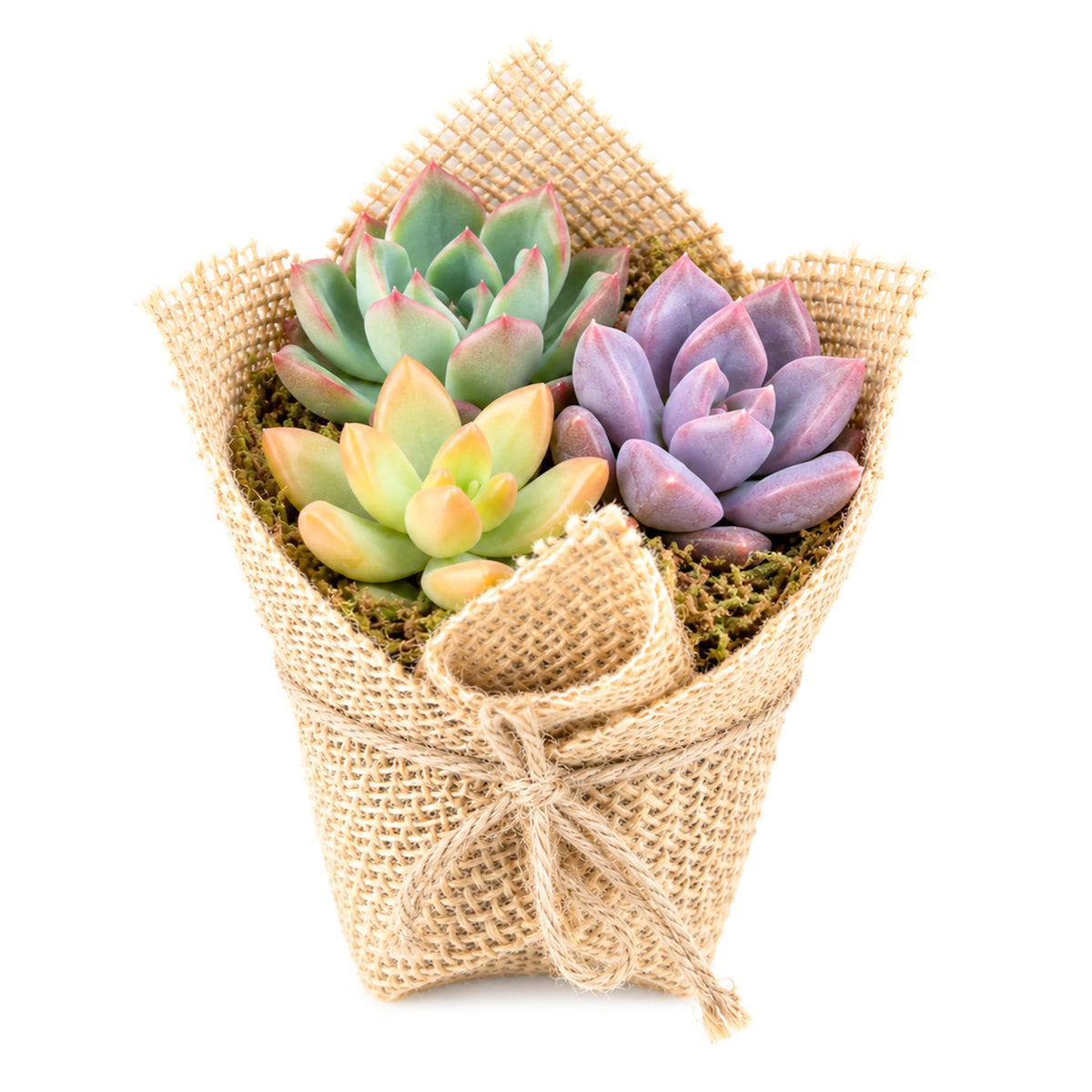 Mini Succulent Favors in Burlap