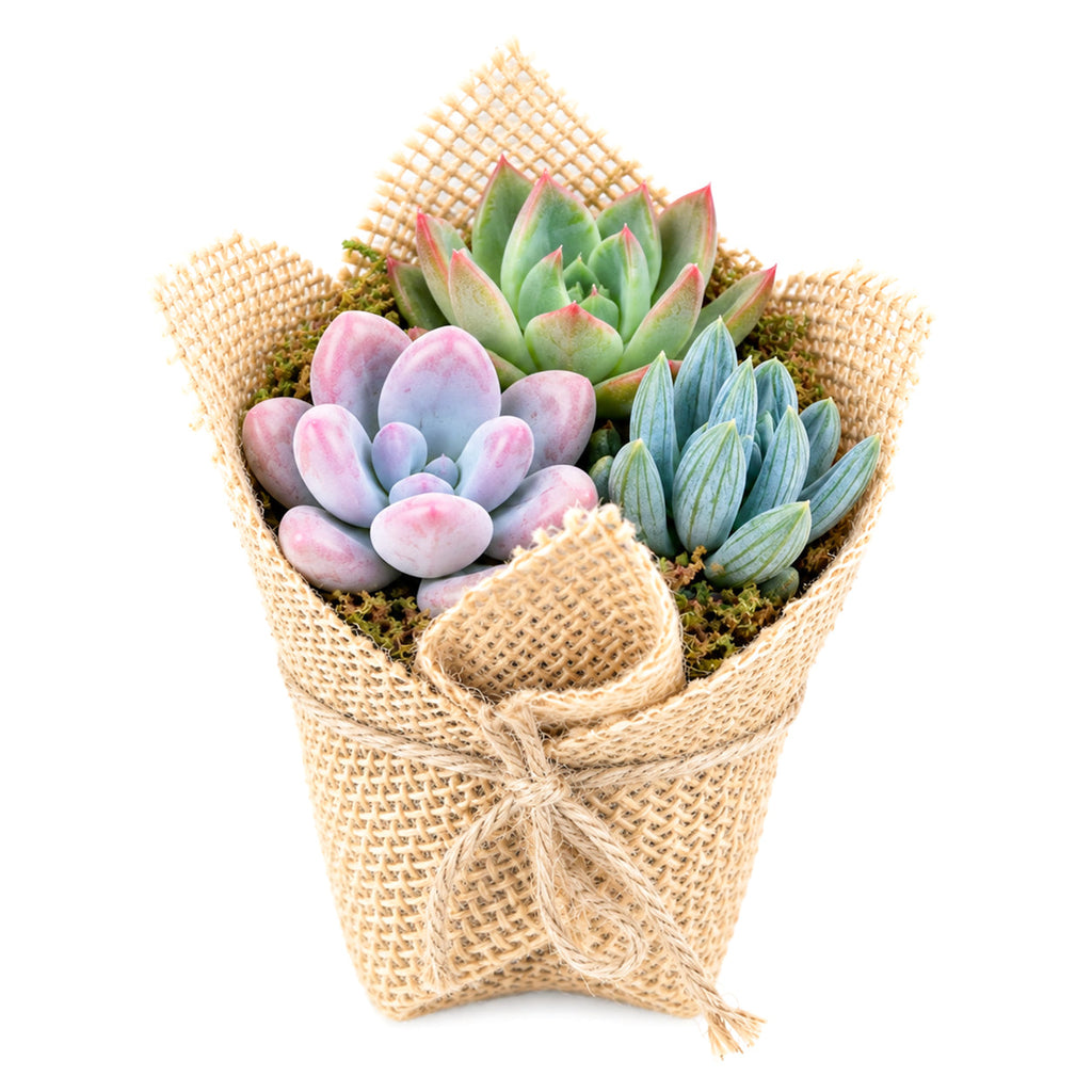 Mini Succulent Favors in Burlap