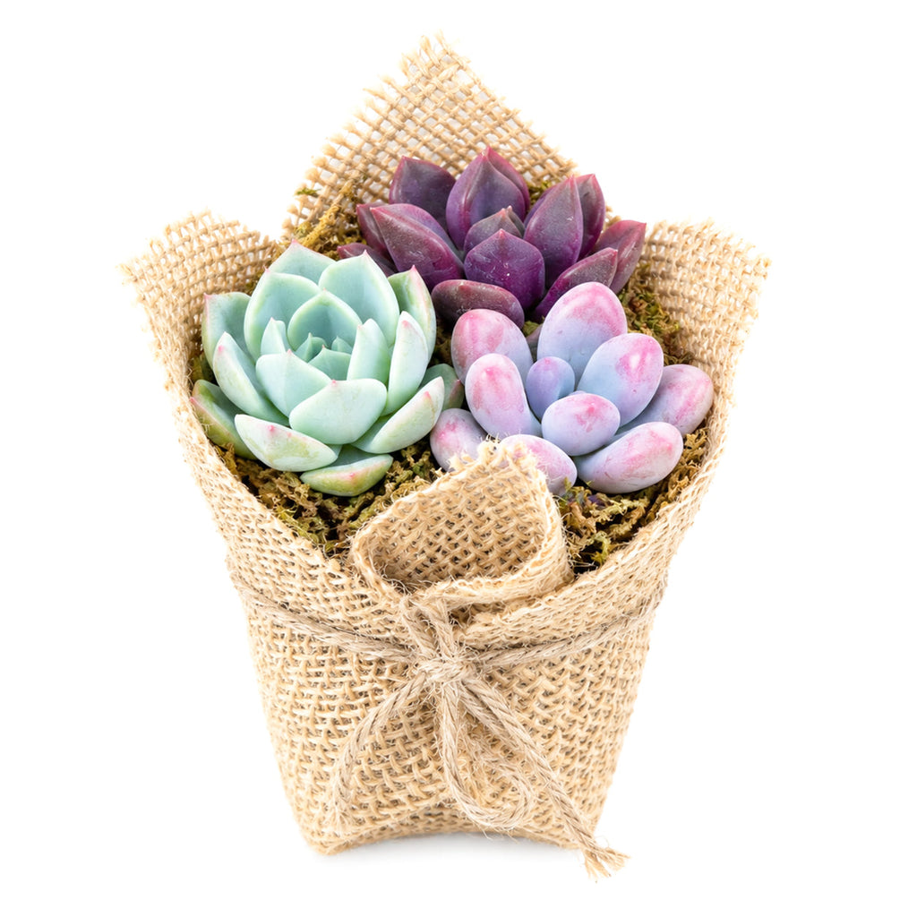 Mini Succulent Favors in Burlap