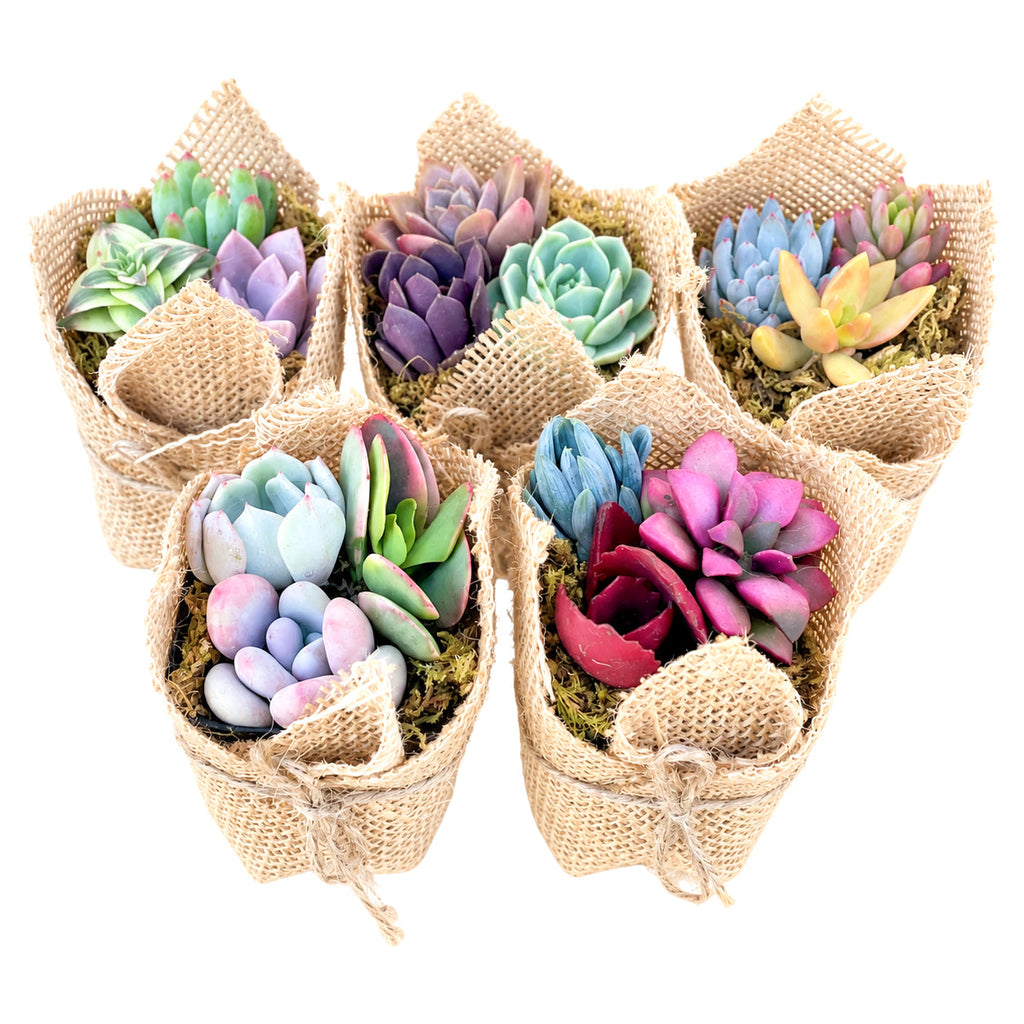 Mini Succulent Favors in Burlap