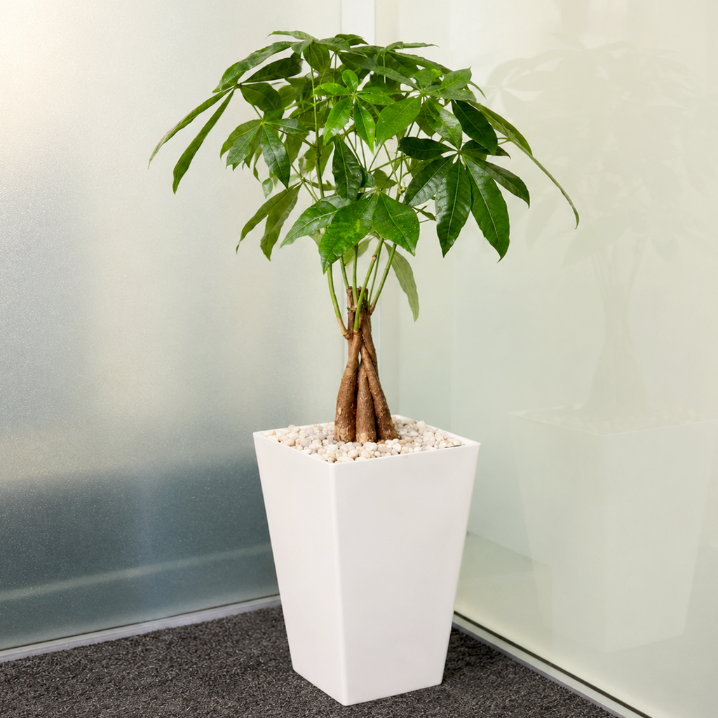 Money Tree Plant
