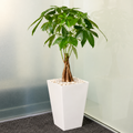 Money Tree Plant