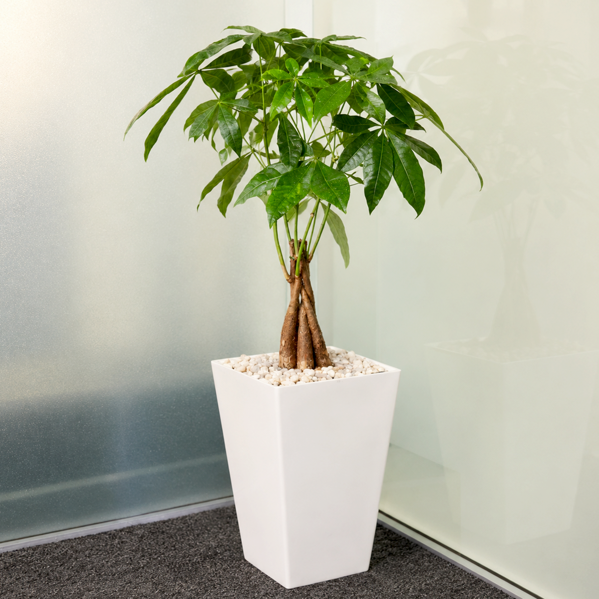 Money Tree Plant