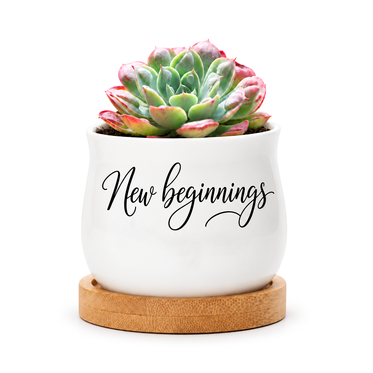 Succulent Pot - New beginnings