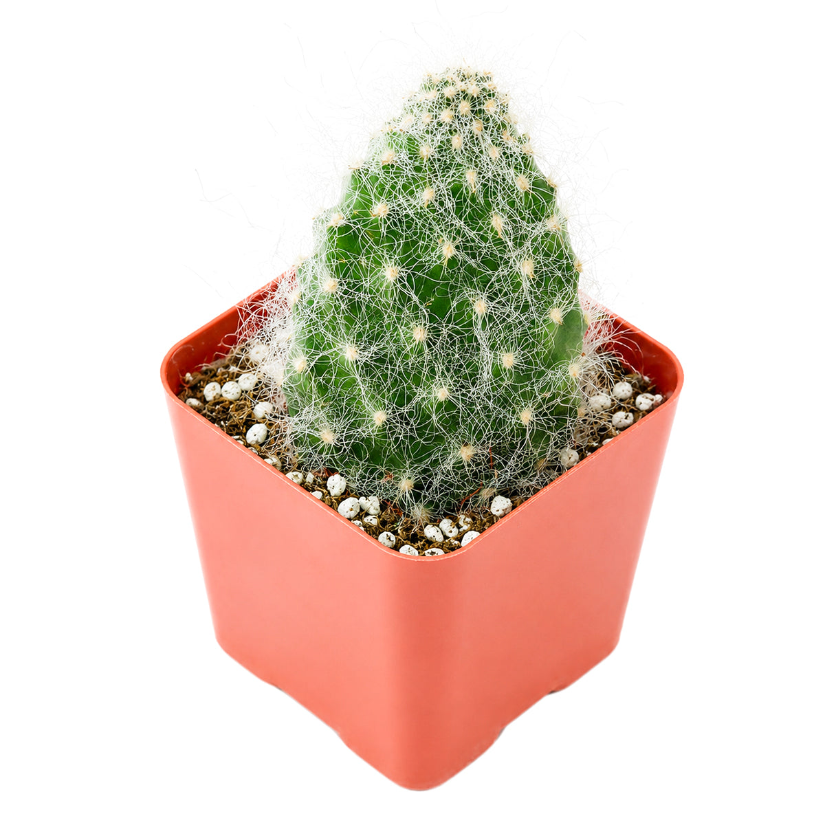 Opuntia polyacantha 'Snow Fuzzy'