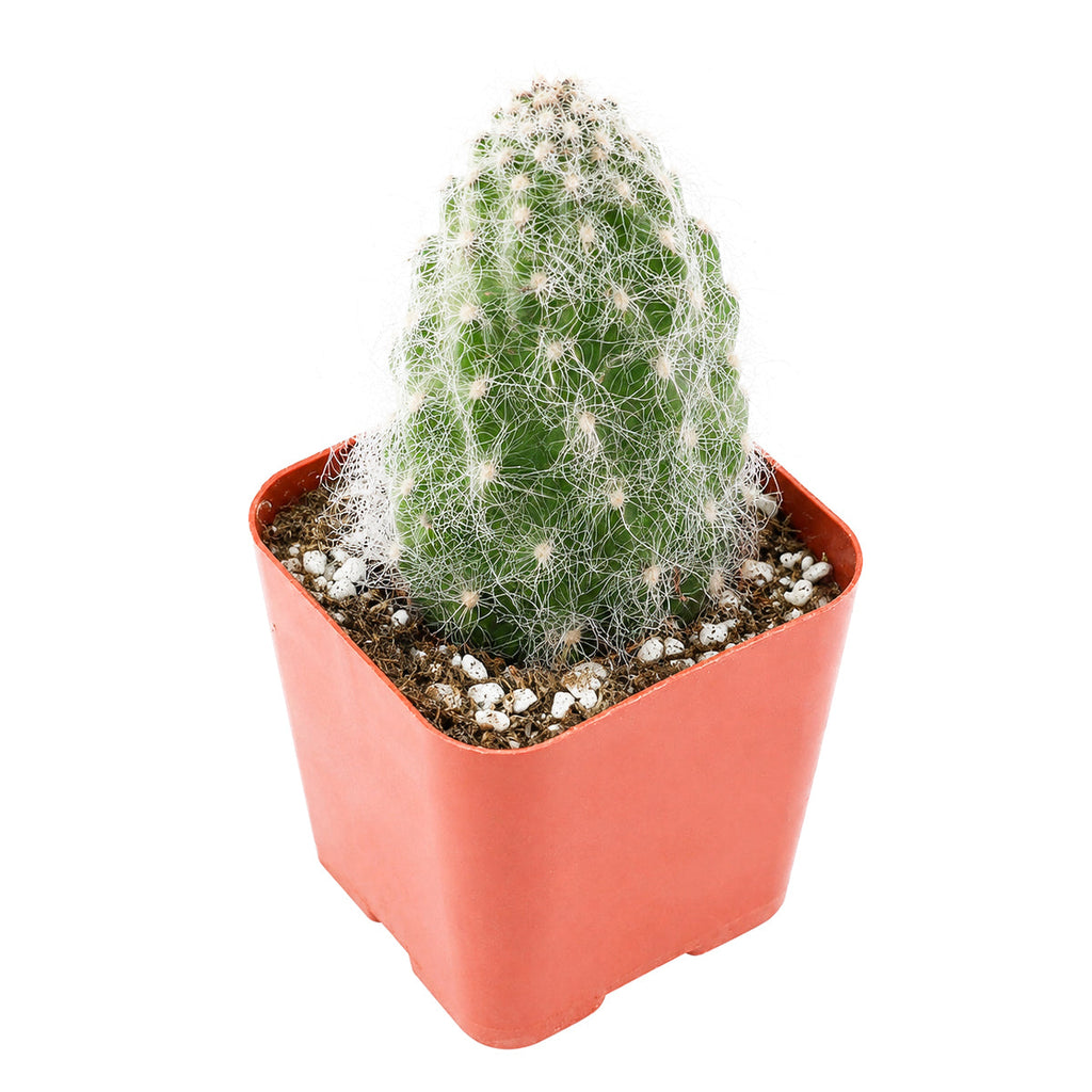 Opuntia polyacantha 'Snow Fuzzy'