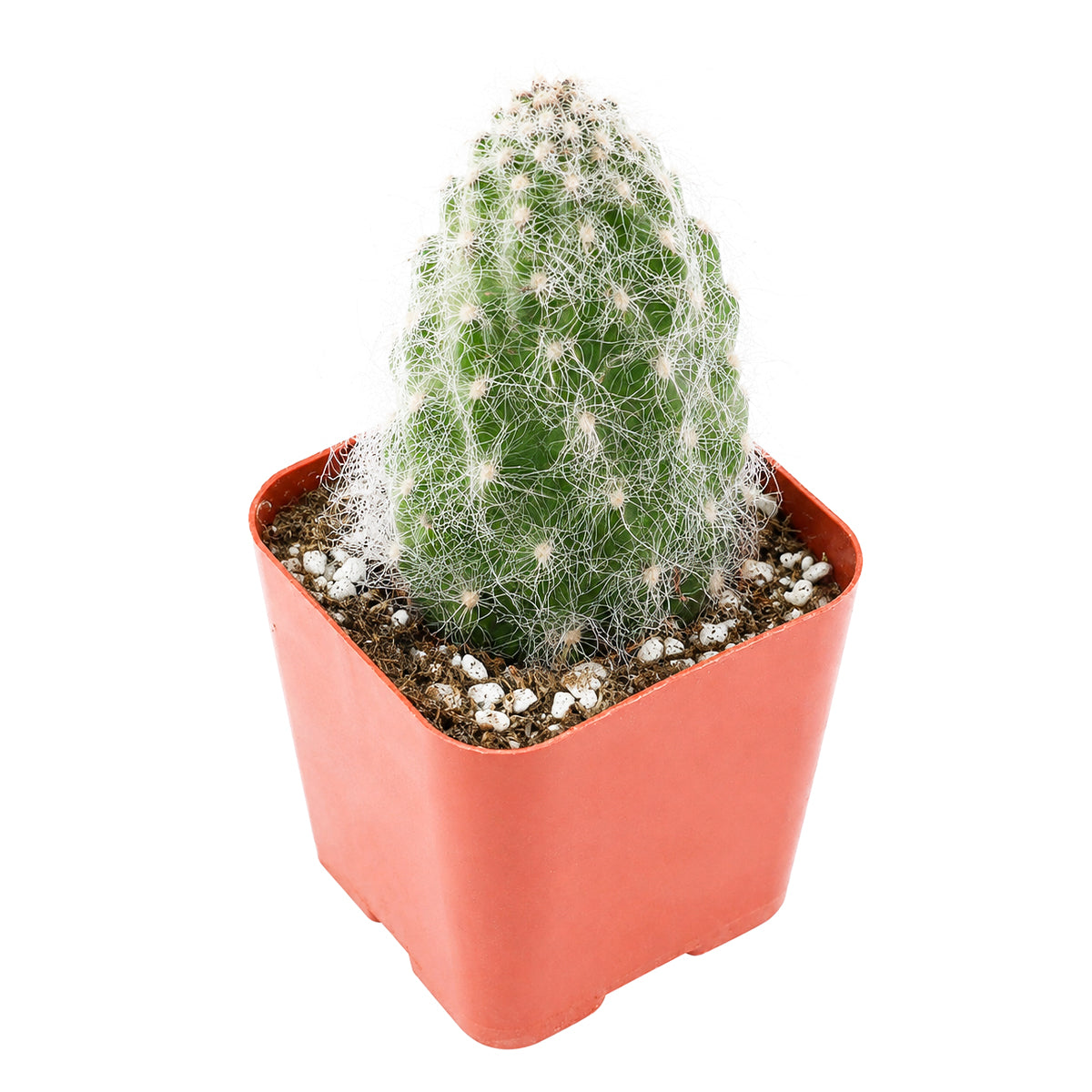 Opuntia polyacantha 'Snow Fuzzy'