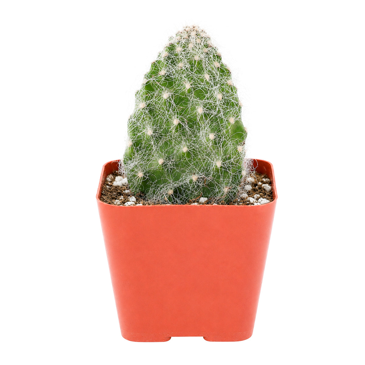 Opuntia polyacantha 'Snow Fuzzy'