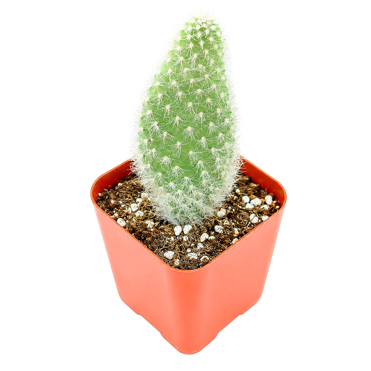 Opuntia polyacantha 'Snow Fuzzy'