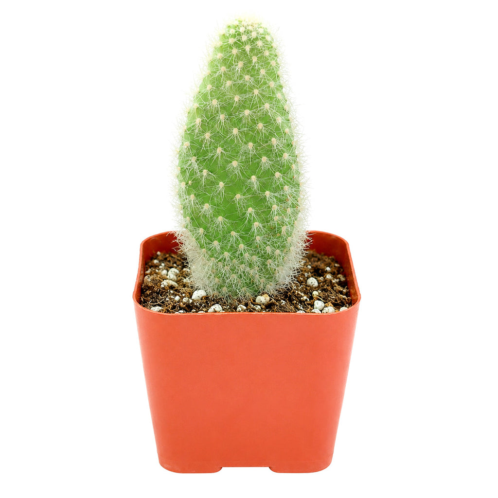 Opuntia polyacantha 'Snow Fuzzy'