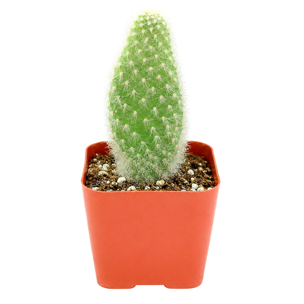 Opuntia polyacantha 'Snow Fuzzy'