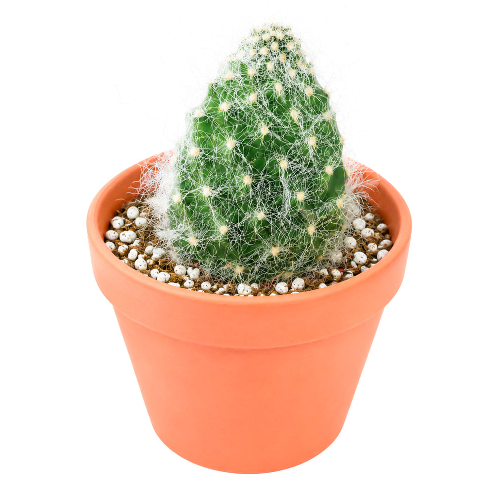 Opuntia polyacantha 'Snow Fuzzy'