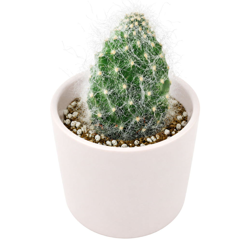 Opuntia polyacantha 'Snow Fuzzy'