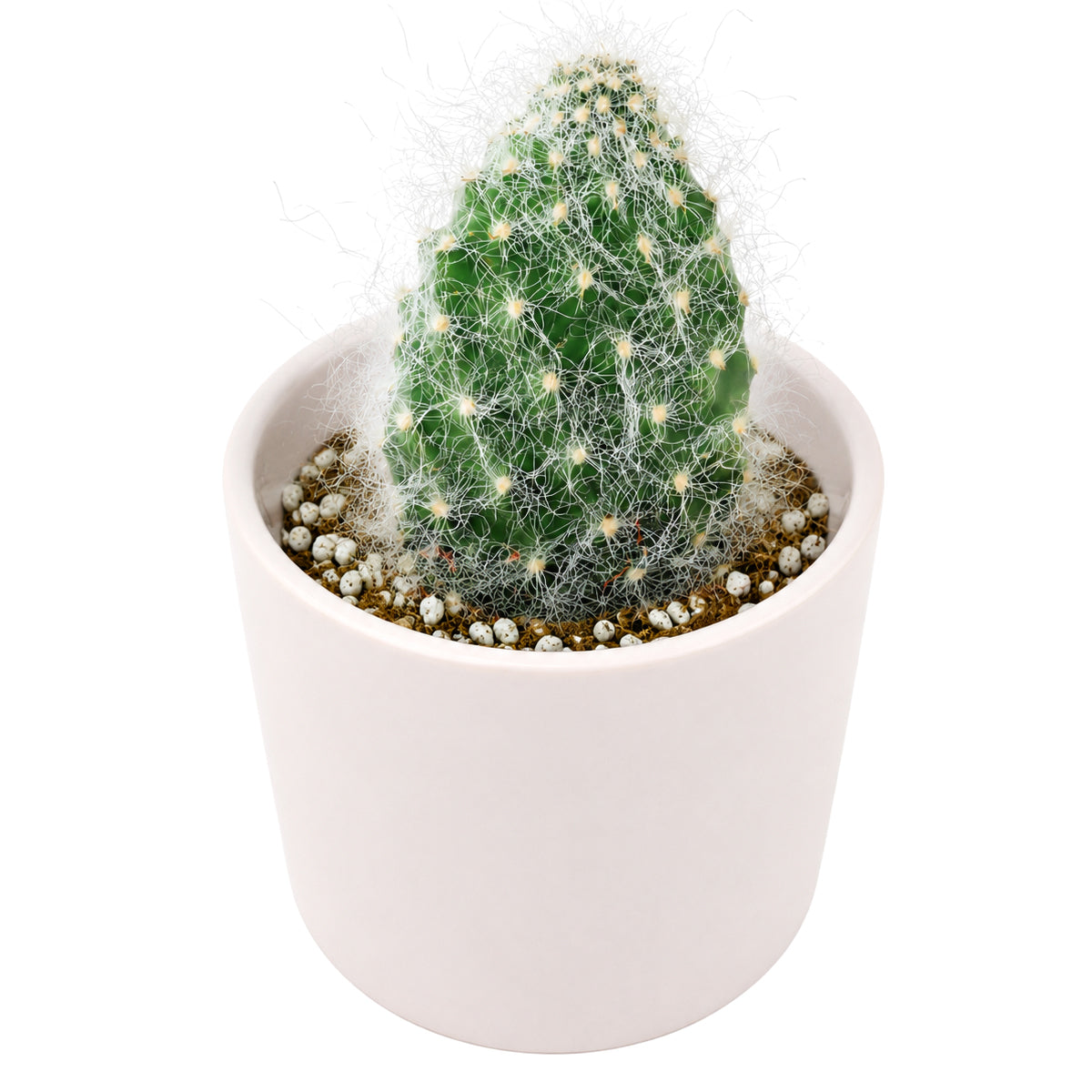 Opuntia polyacantha 'Snow Fuzzy'