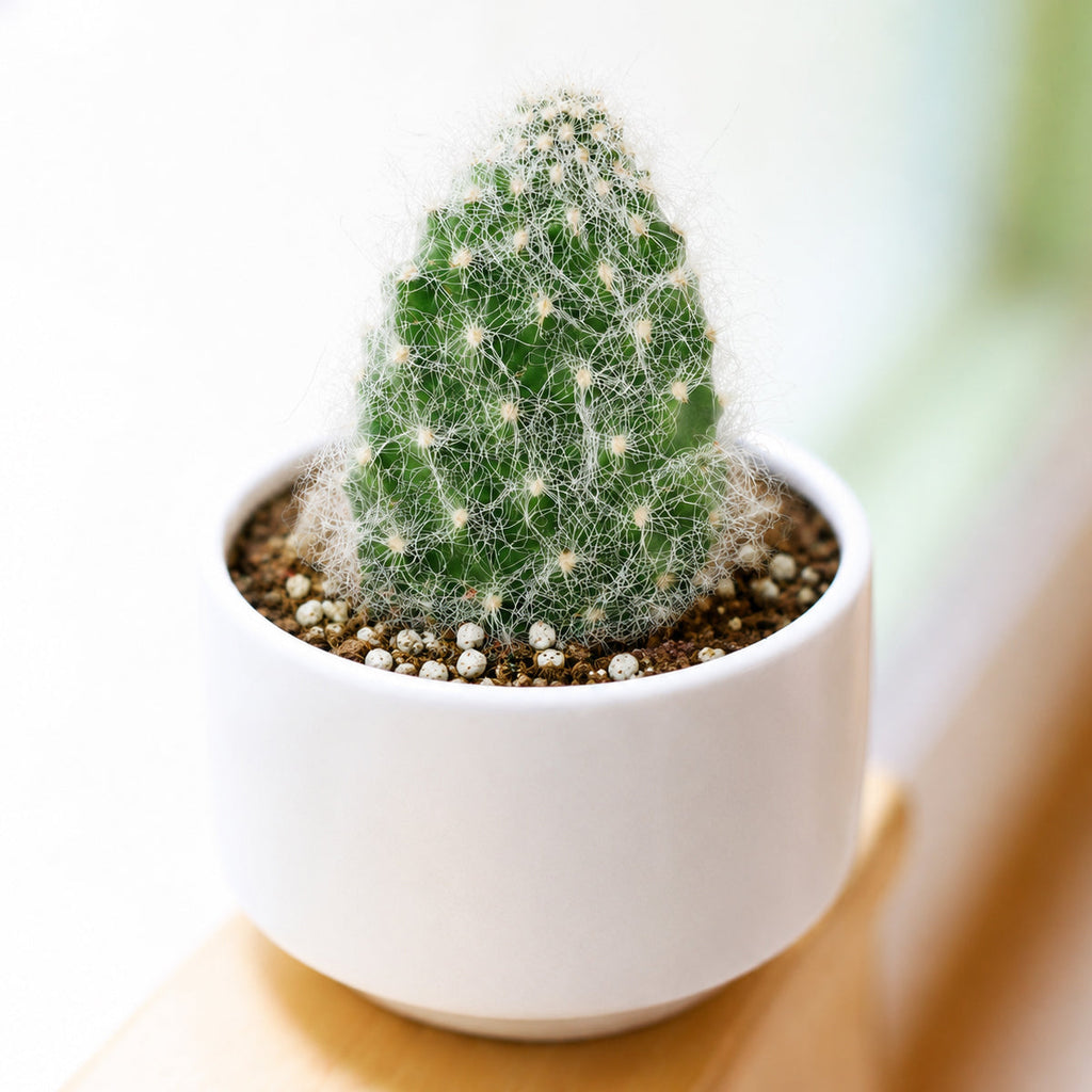 Opuntia polyacantha 'Snow Fuzzy'
