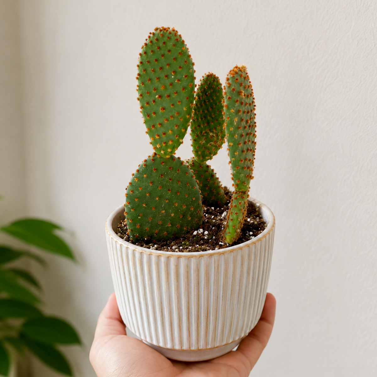 Opuntia 'Microdasys' (Bunny Ear Cactus)