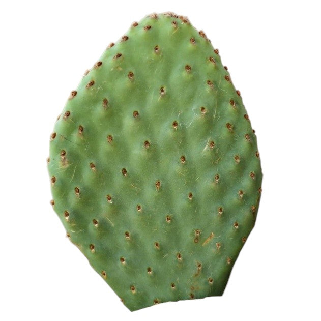 Opuntia 'Orange Chiffon' (4-6")