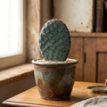 Opuntia 'Saucey'