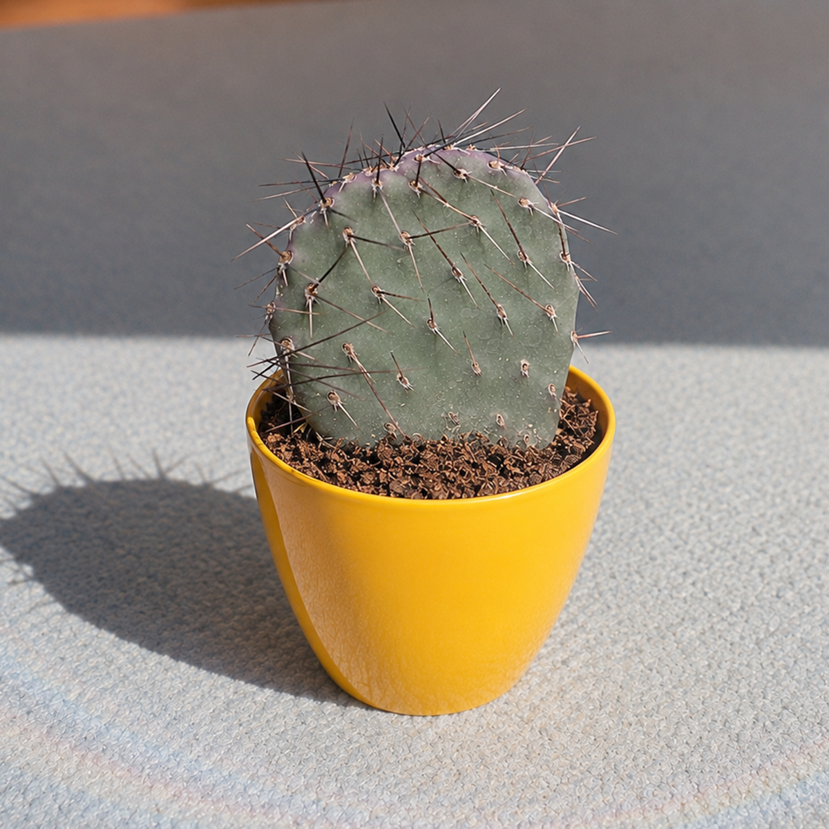 Opuntia 'Dark Knight'