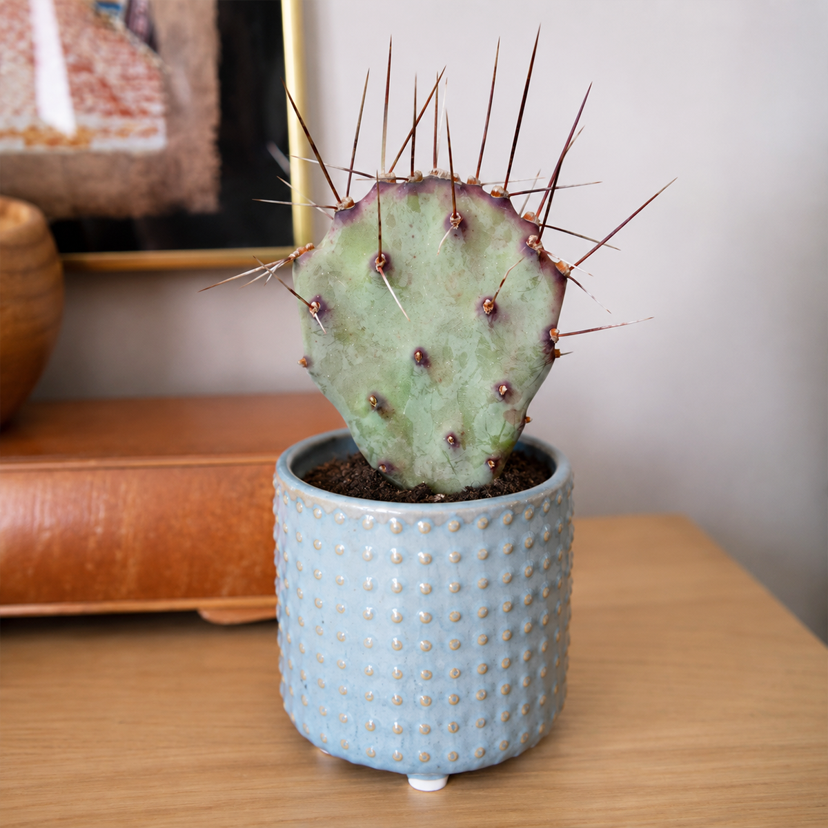 Opuntia 'Goldie Rita' (3-5")