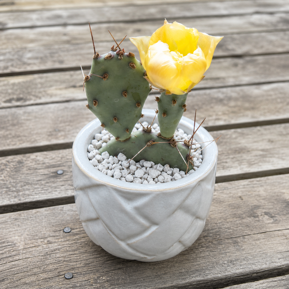 Opuntia 'Goldie Rita' (3-5")