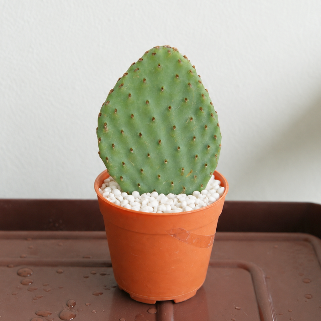 Opuntia 'Orange Chiffon' (4-6")