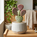 Opuntia basilaris var. caudata