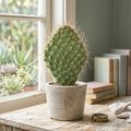 Opuntia polyacantha var. erinacea cherry
