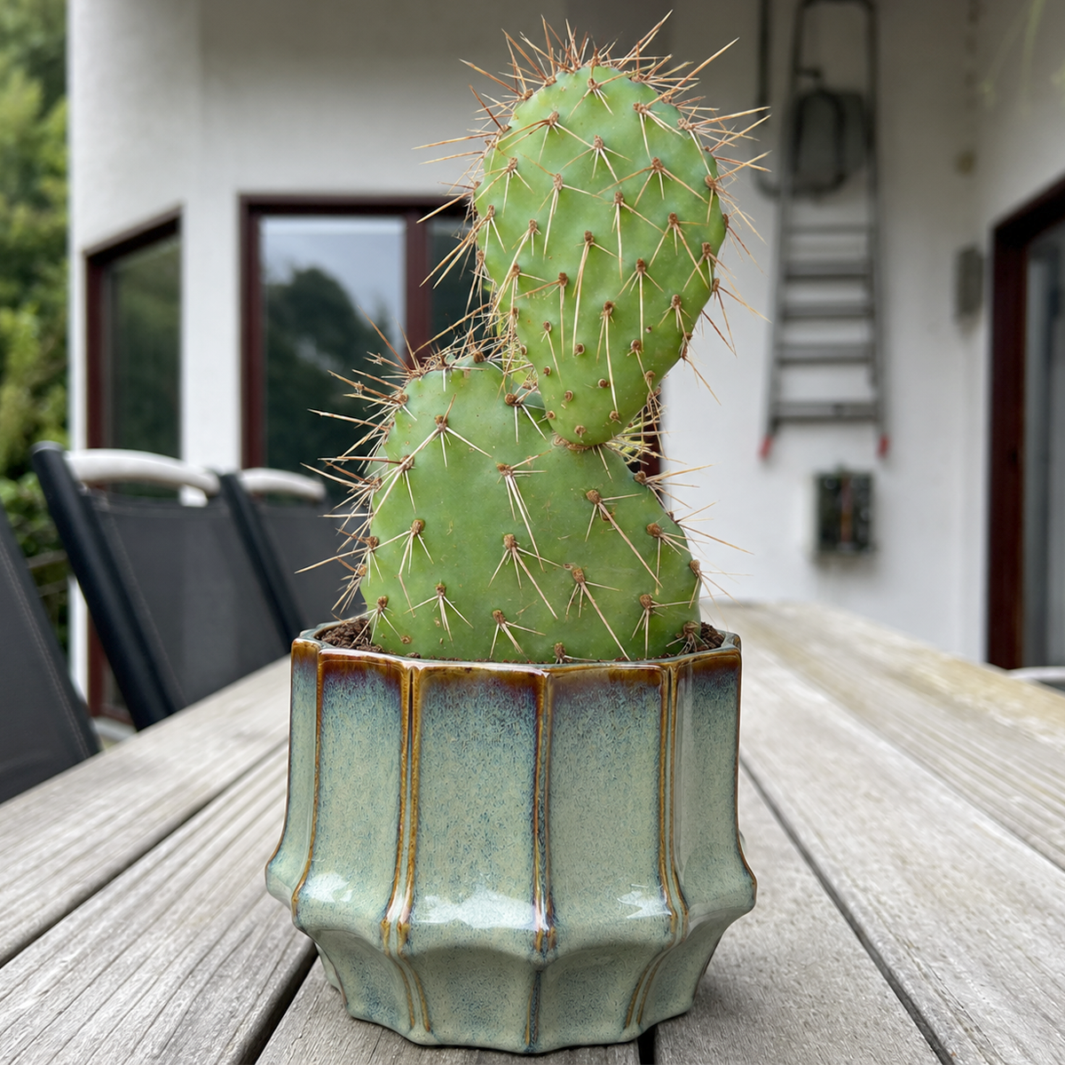 Opuntia rhodantha 'Grand Mesa Peach' (4-6")