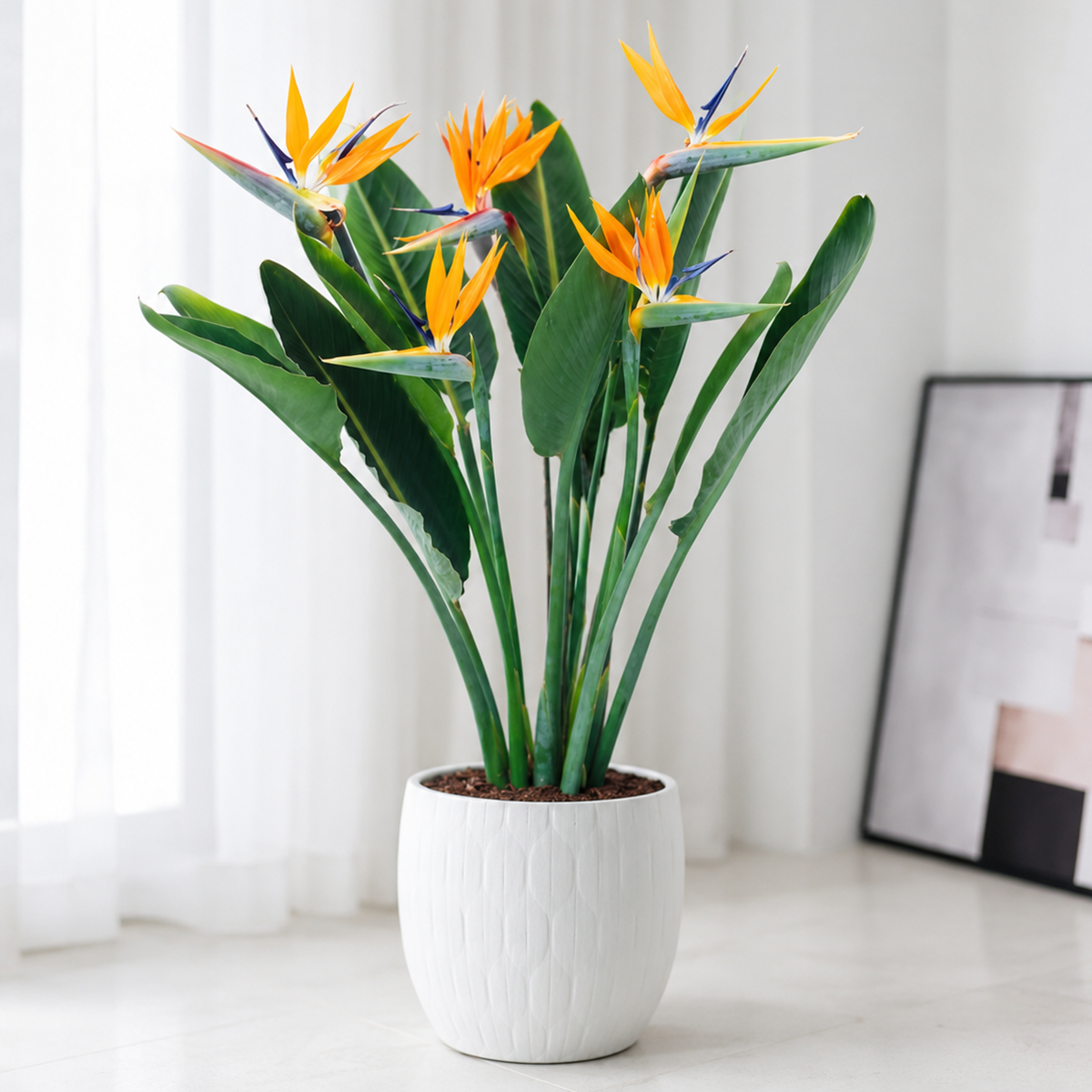 Orange Bird of Paradise